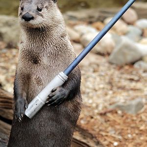 Dec. 2019 - Wolf Woods - The Force is Strong With This One