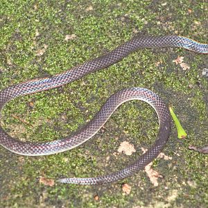 Variable Reed Snake (Calamaria lumbricoidea)