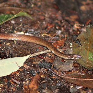 Chan-ard's Reed Snake (Macrocalamus chanardi)