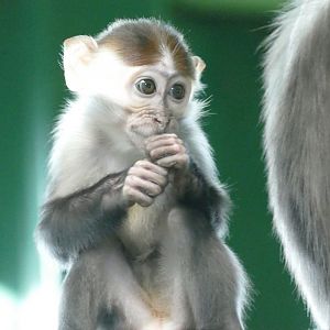 Cherry-crowned Mangabey, December 2019
