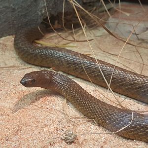 Inland taipan