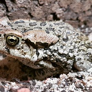 African common toad