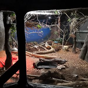 Indoor Echidna Exhibit