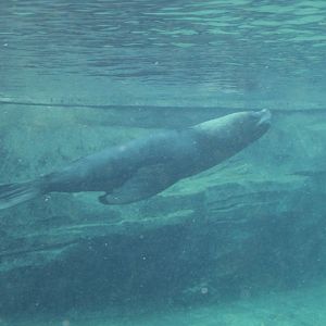 South American sea-lion