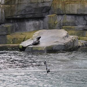South American sea-lion