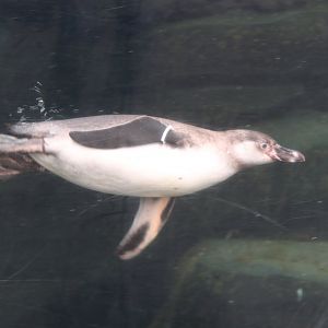 Humboldt penguin