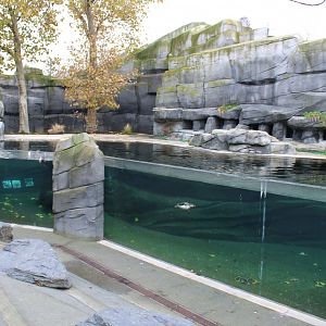Enclosure Humboldt penguin