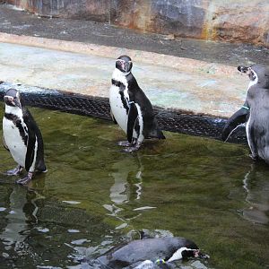Humboldt penguins