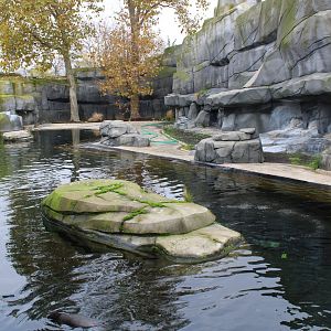 Humboldt penguin enclosure