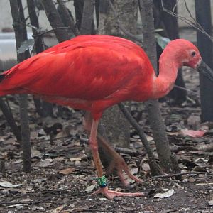 Scarlet ibis