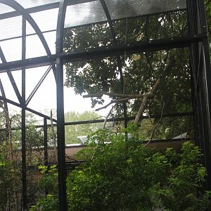 Aviary Purple-naped lory