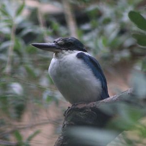 White-collared kingfisher