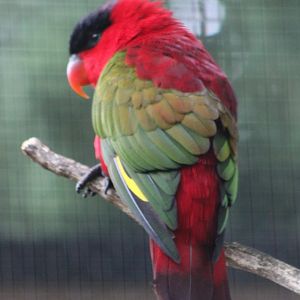 Purple-naped lory