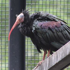 Northern bald ibis