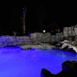 otter exhibit at night