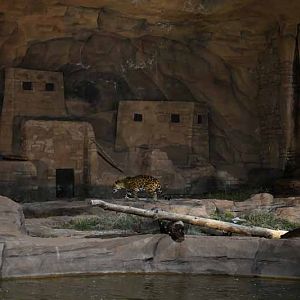 jaguar exhibit at night