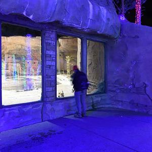 jaguar viewing at night