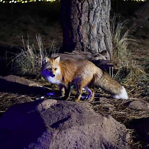 red fox at night