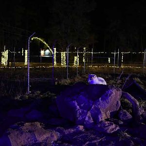 fox exhibit at night