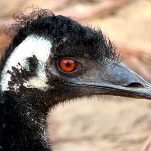 Emu at Lone Pine Koala Santuary