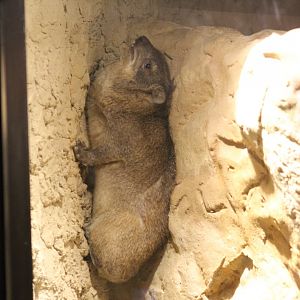 Rock Hyrax