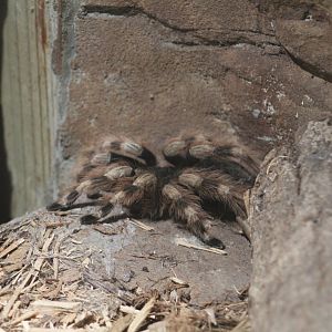Brazilian Whiteknee Tarantula