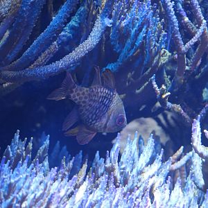 Pajama Cardinalfish