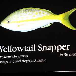 Yellowtail Snapper Sign