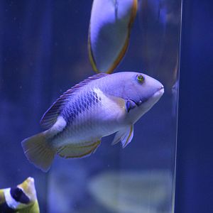 Orange-Dotted Tuskfish