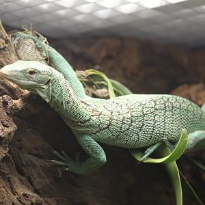 Biak Tree Monitor