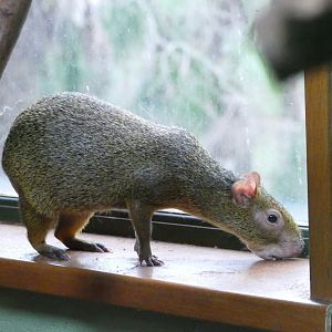 Azara's Agouti, December 2019