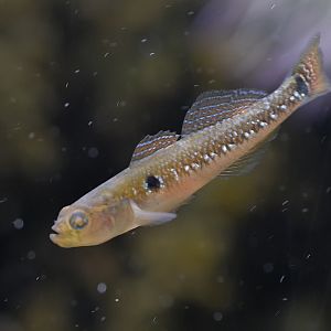 Two-spotted goby