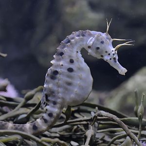 Pot-bellied seahorse with cirri