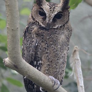 Philippine scops owl