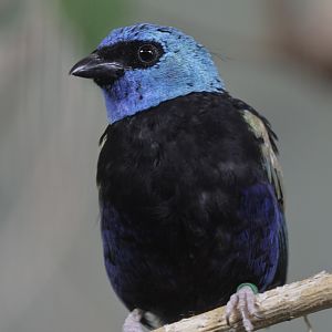 Blue-necked tanager