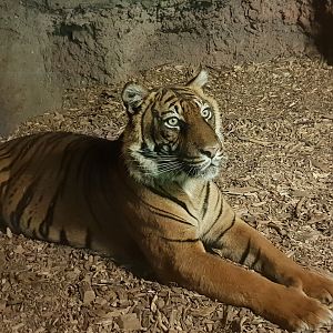 Sumatran tiger in indoor enclosure