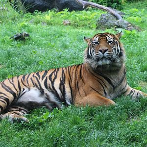 Sumatran tiger in outdoor enclosure