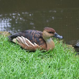 Fulvous whistling duck