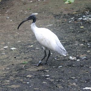 Black-headed ibis