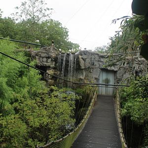 Bridge in Asian walk-through aviary