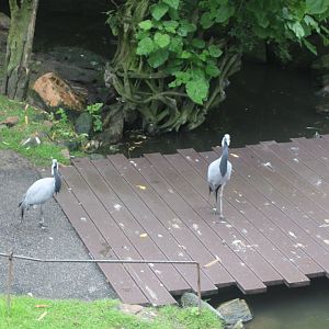 Demoiselle cranes in Asian walk-through aviary