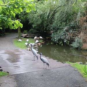 Demoiselle cranes and Black-headed ibisses