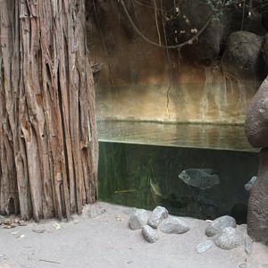Asian freshwater aquarium in Elephant-house