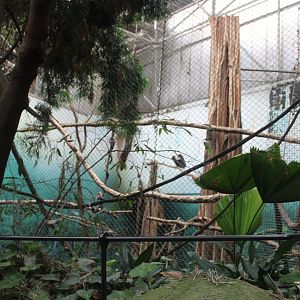 Wreathed hornbill aviary in Elephant-house