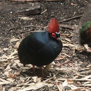 Crested wood-partridge