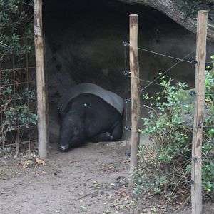 Malayan tapir