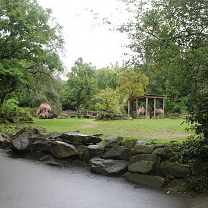Bactrian camel enclosure