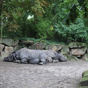 Indian one-horned rhinocerosses
