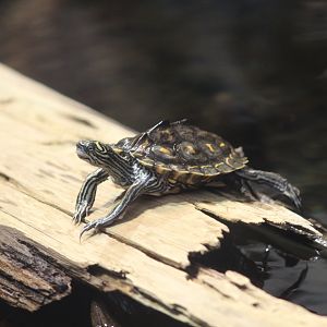 Yellow-Blotched Map Turtle