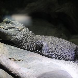 West African Dwarf Crocodile